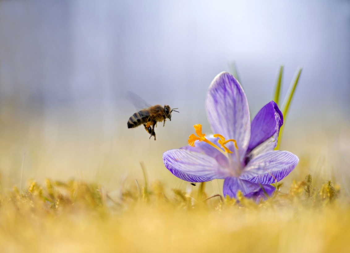 fleißiges Bienchen an Krokus