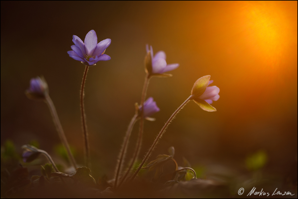 Leberblümchen im schönsten Abendlicht