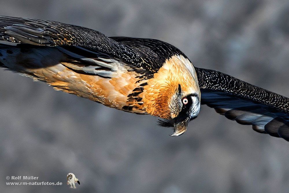 Bartgeier (Gypaetus barbatus)