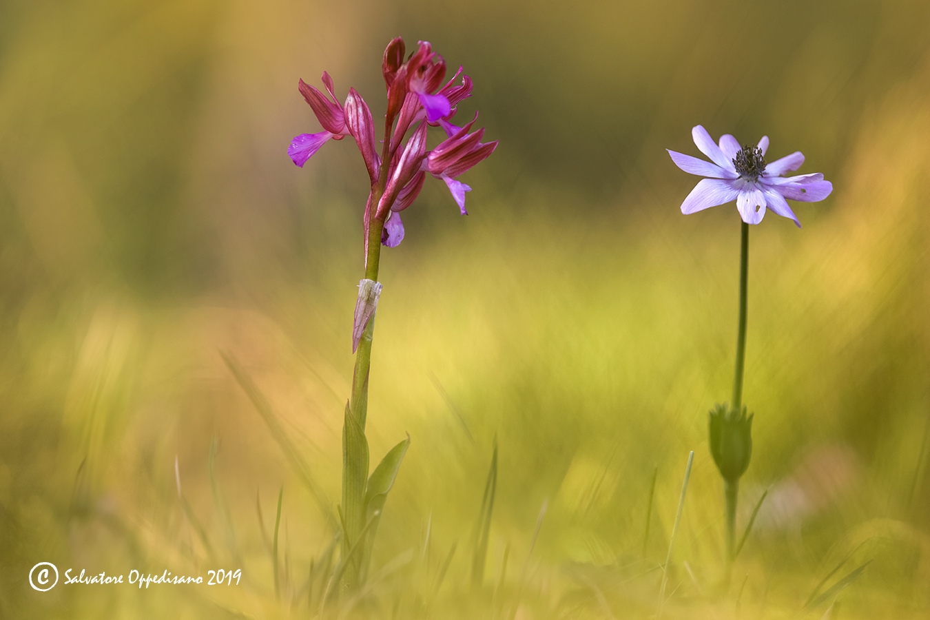 Anacamptis papilionacea