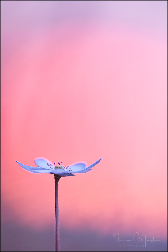 Delicate