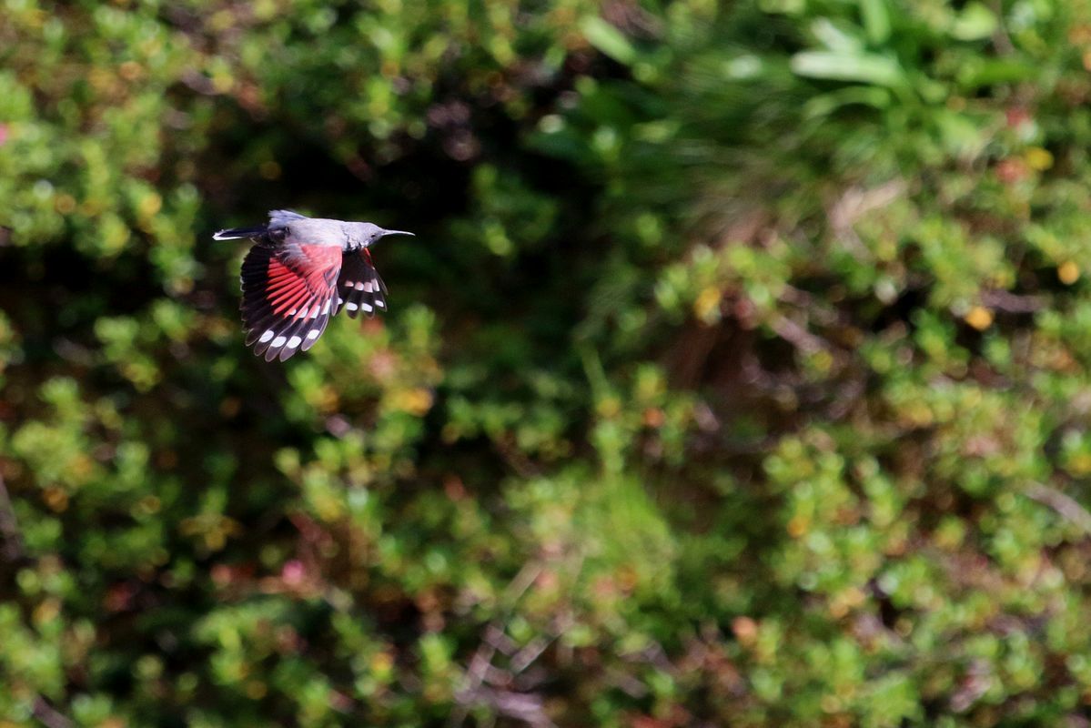 Alpenkolibri