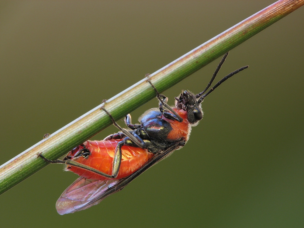 Blattwespe ( Dolerus sp.)