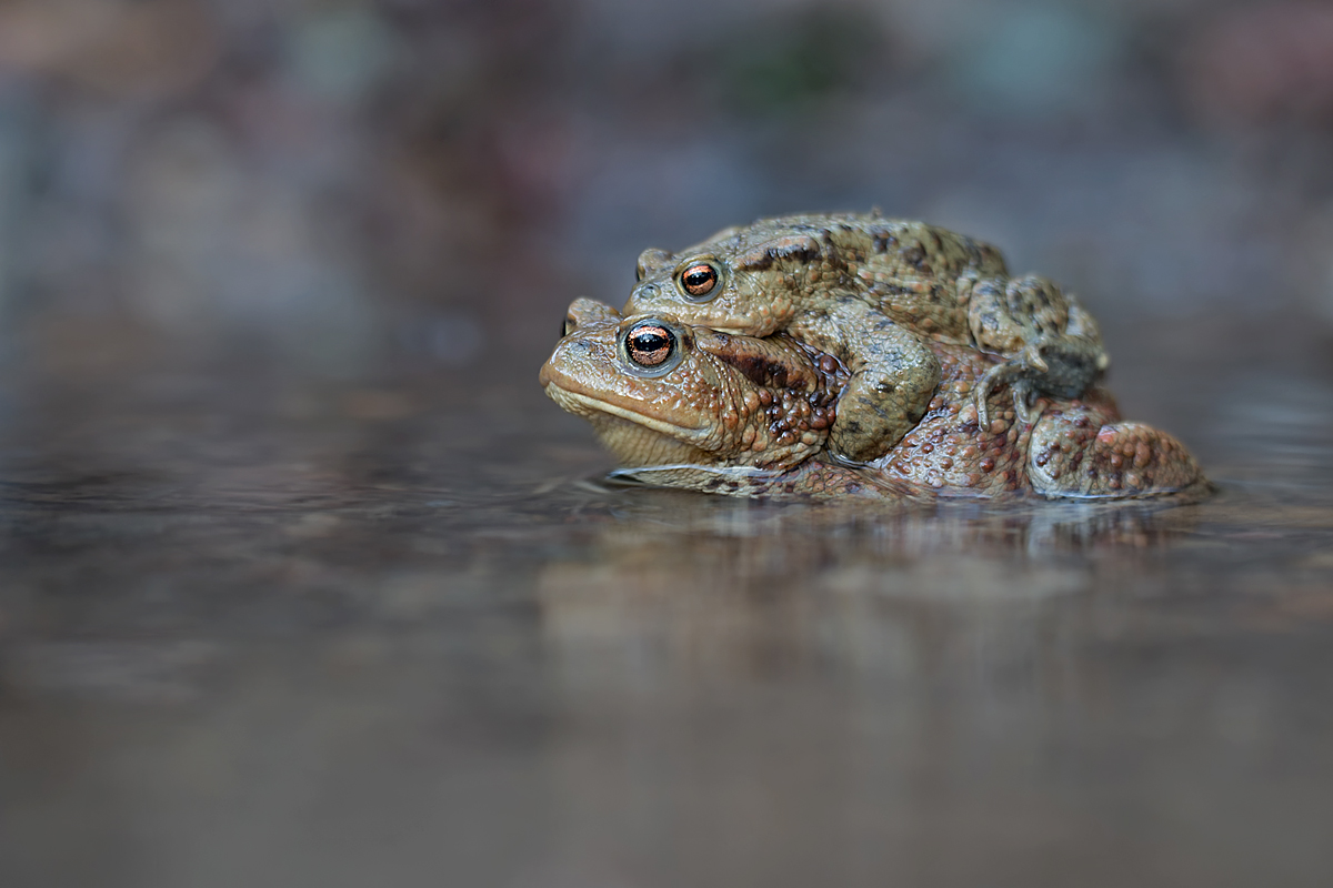 Bufo Bufo, sie sind da....