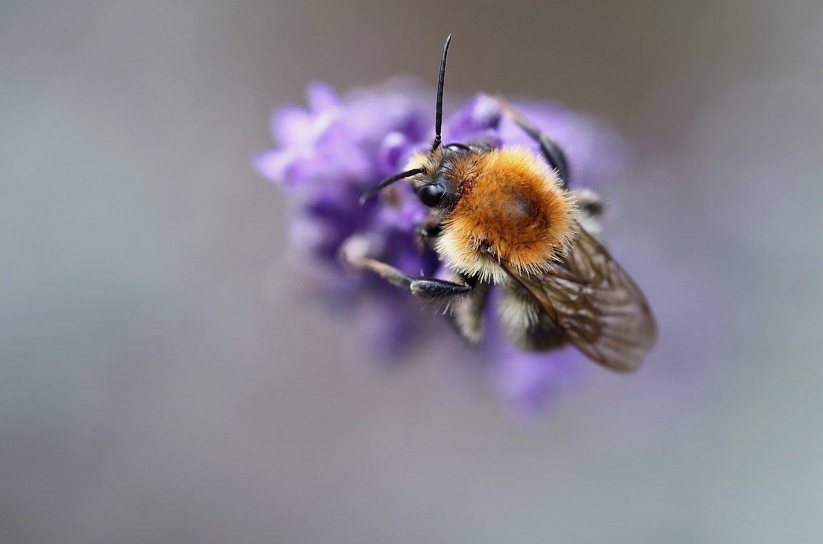 Hummel auf Lavendel