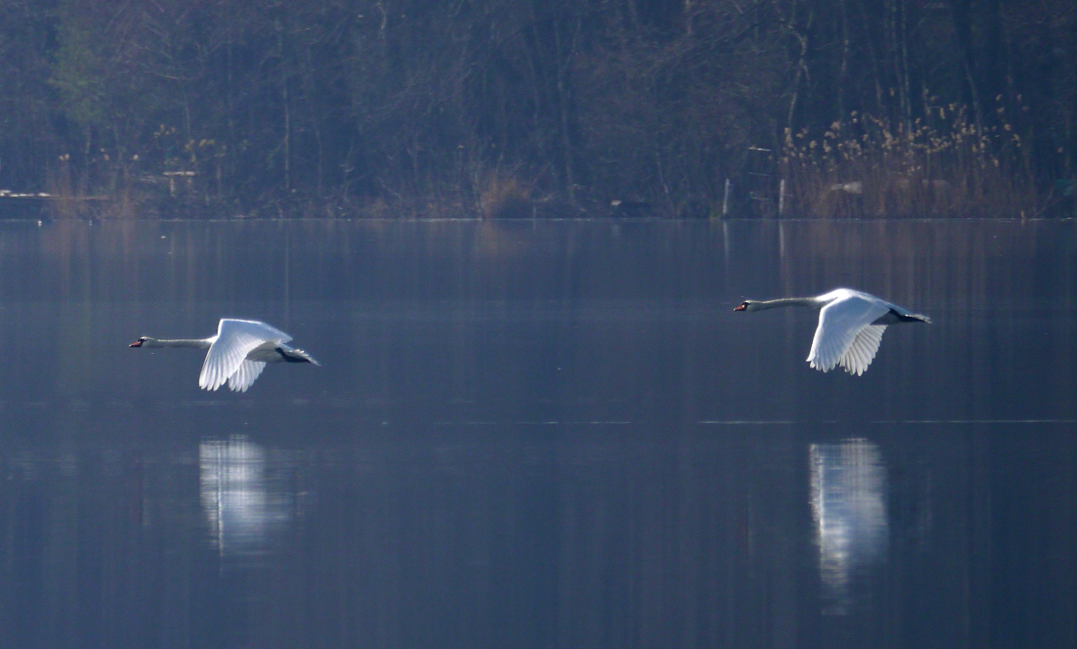 Synchronflug im Morgendunst