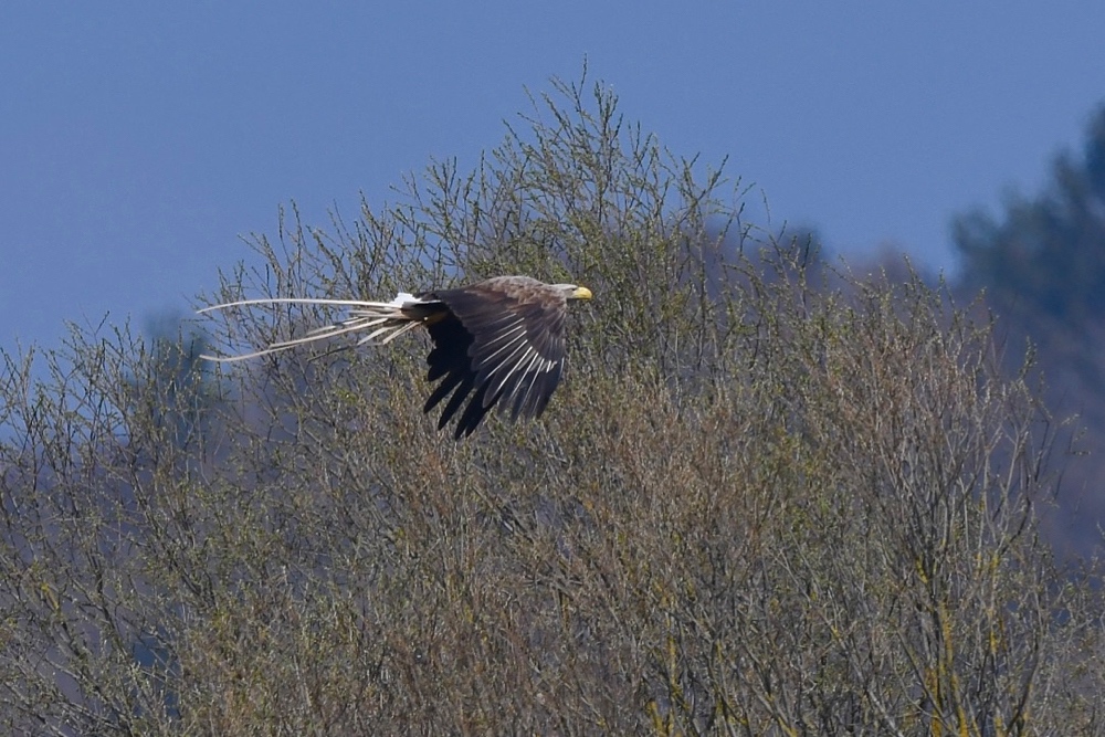 "Langschwanzadler"