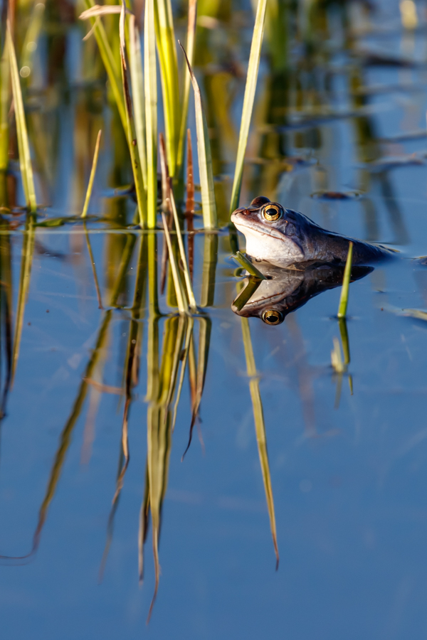 Vom letzten Moorfroschtreffen