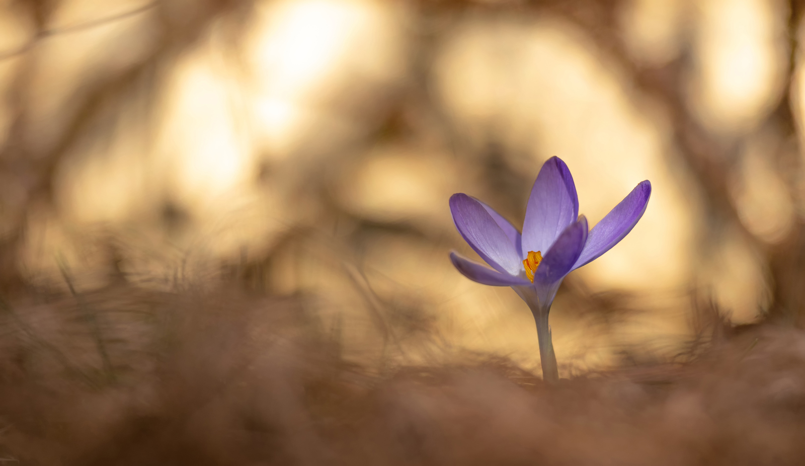 Frühlings-Krokus (Crocus vernus)