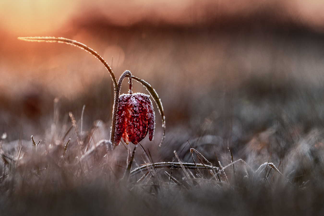 Frostiger Morgen