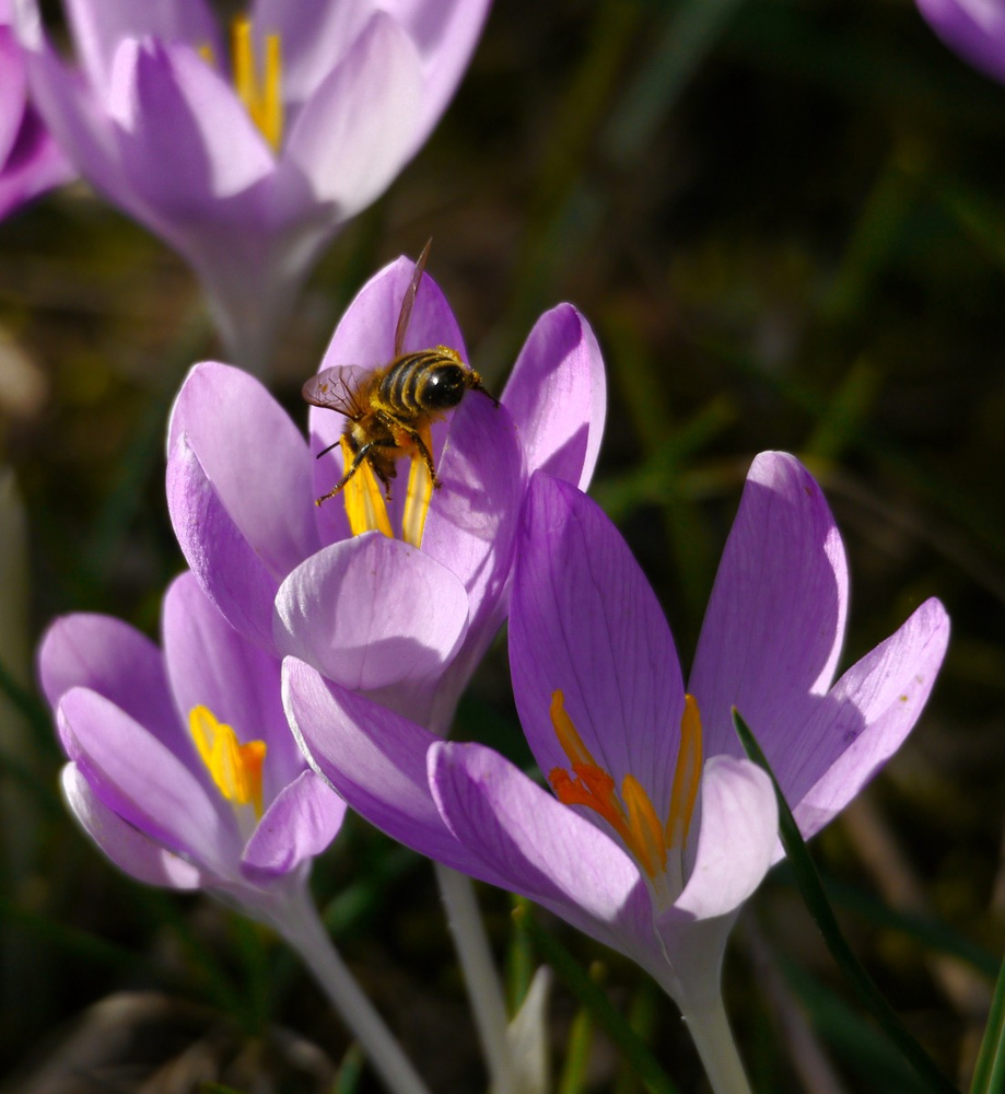 Bienenfreuden