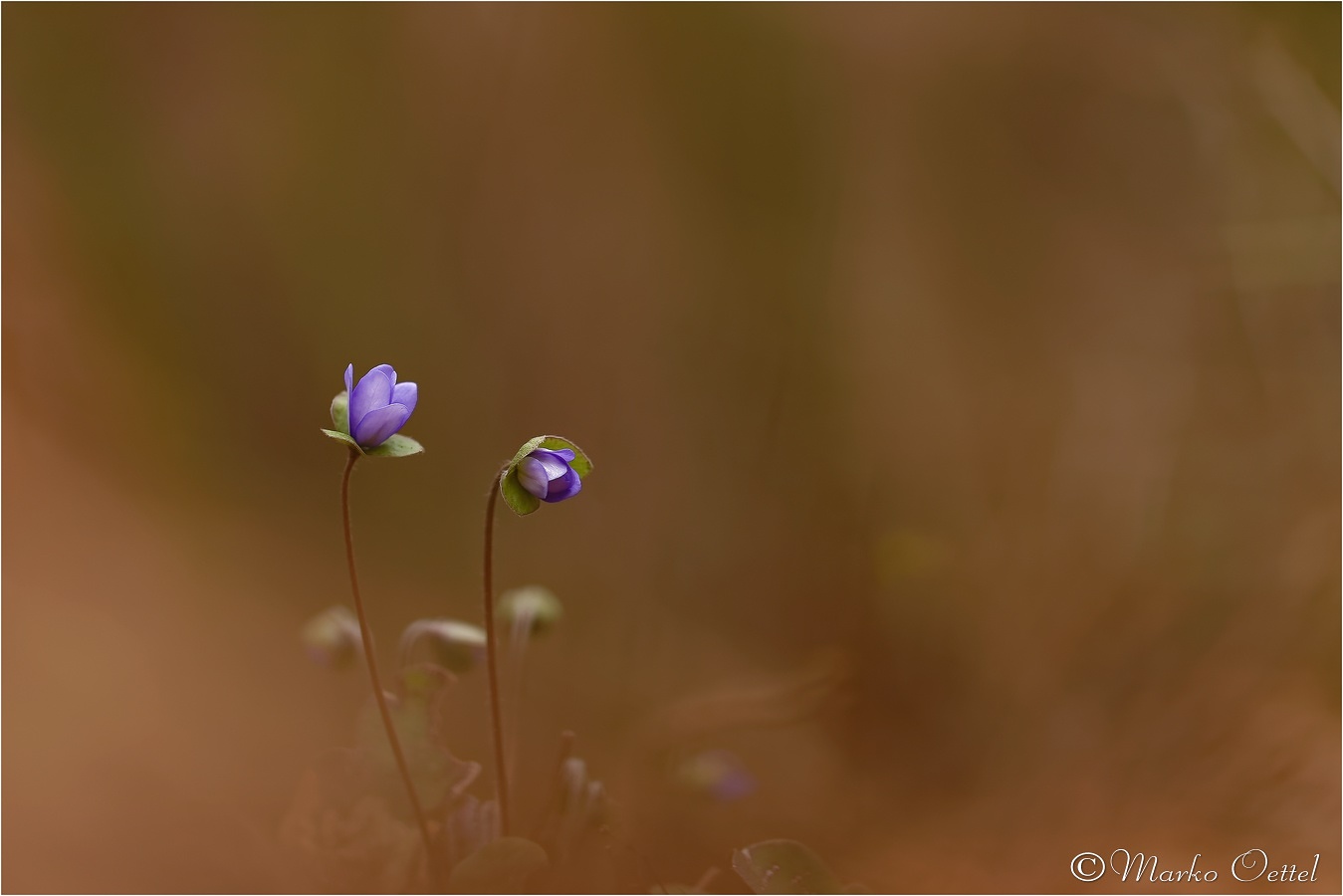 Leberblümchen (Hepatica nobilis)