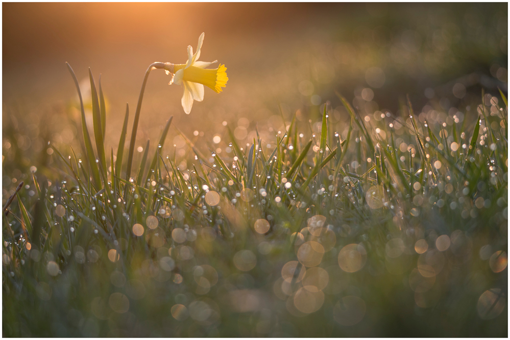 Narzissenblüte