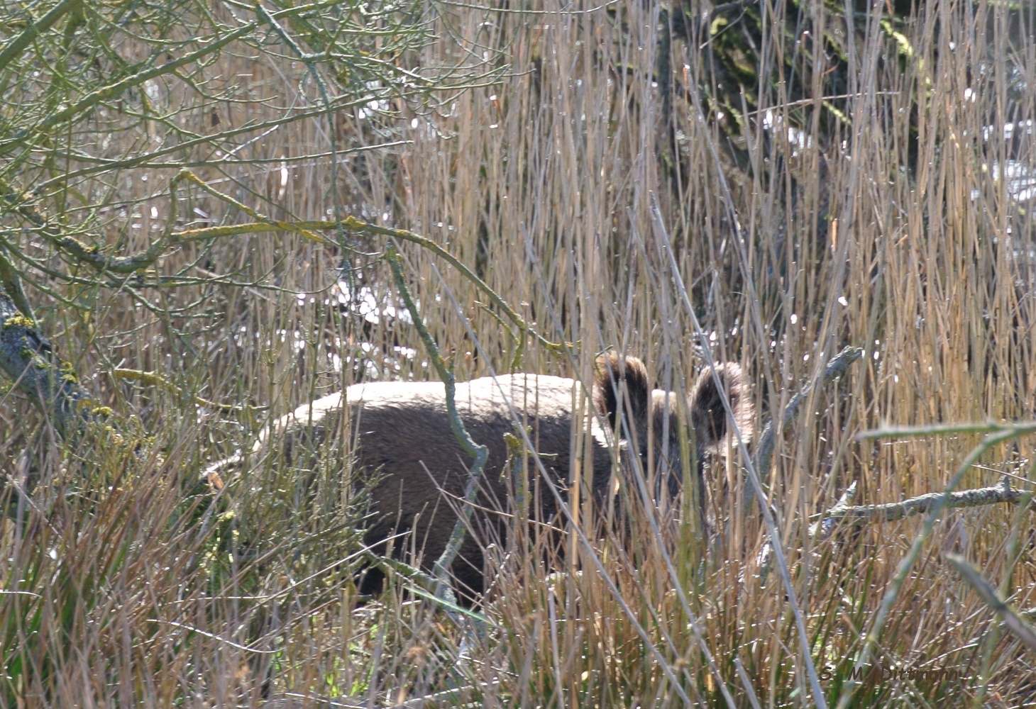 Mama Wildschwein