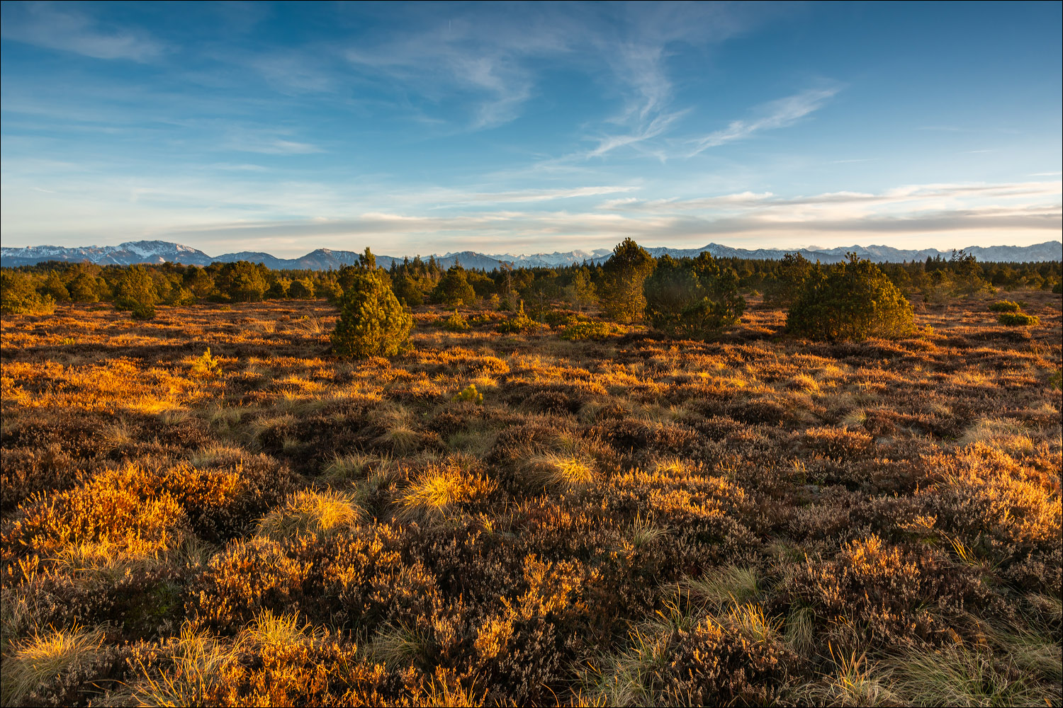 °°° Abendlicht im Hochmoor °°°