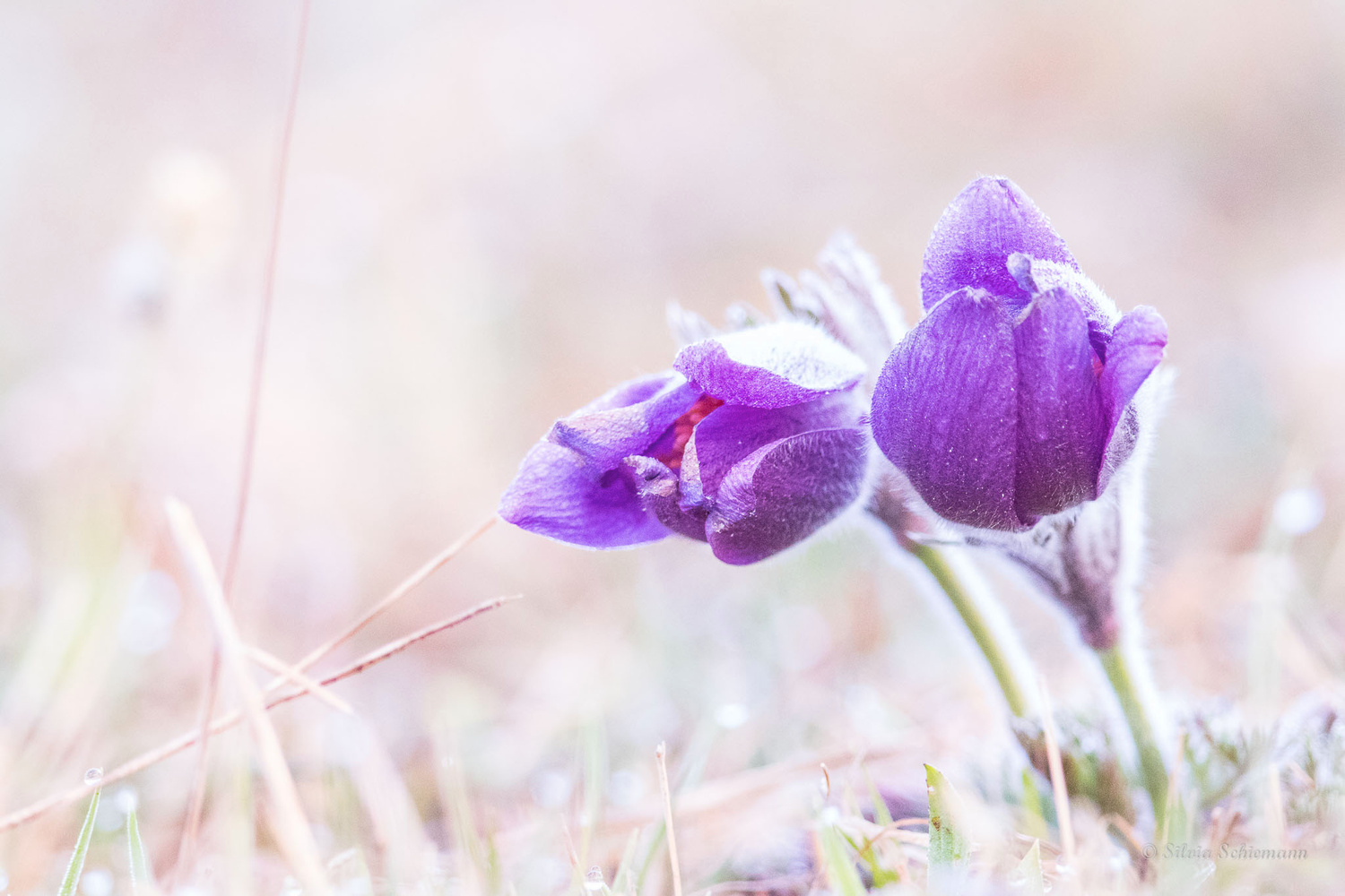 Pulsatilla