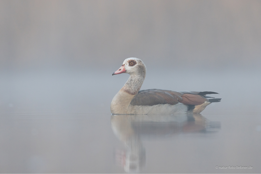 auf dem Teich (Forum für Naturfotografen)