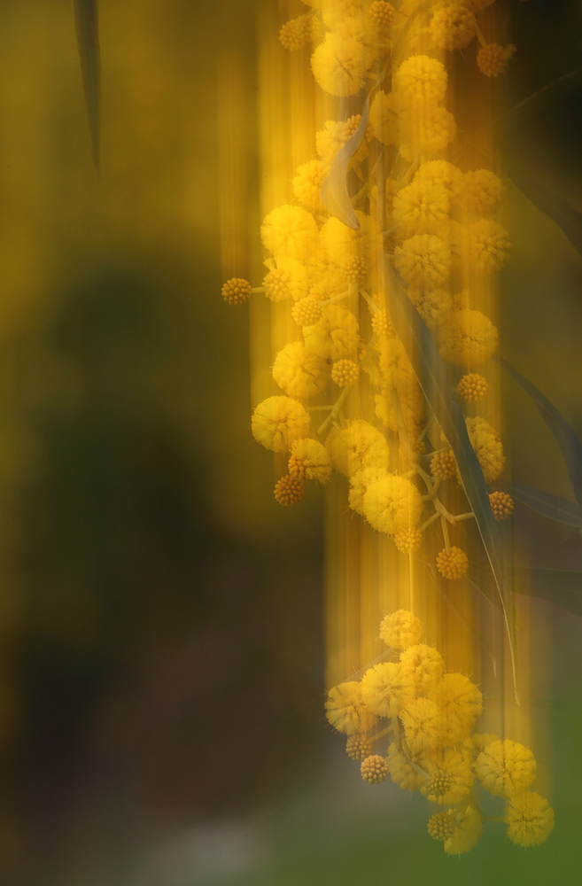 Heute ein Mimosen-Foto...