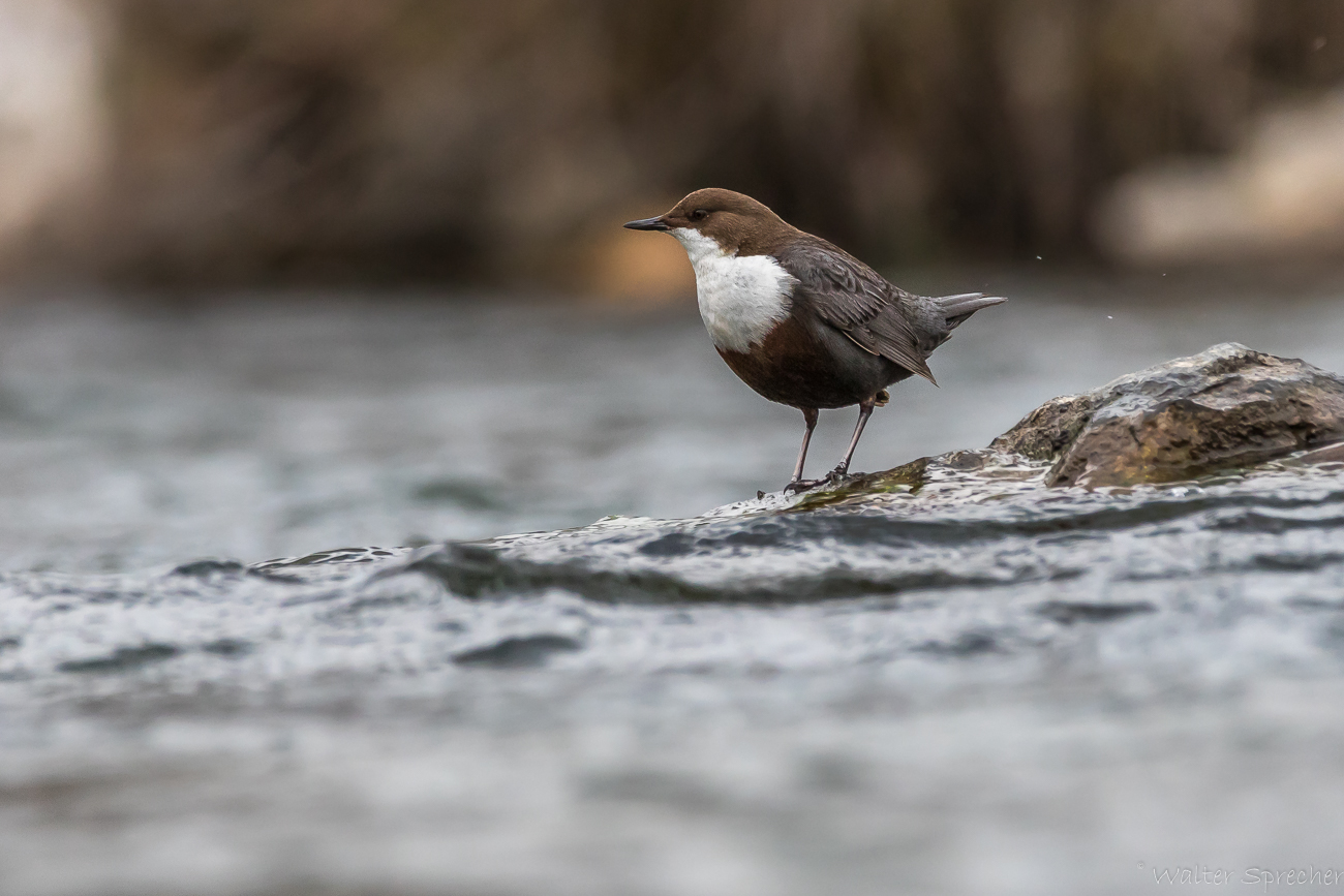 Wasseramsel