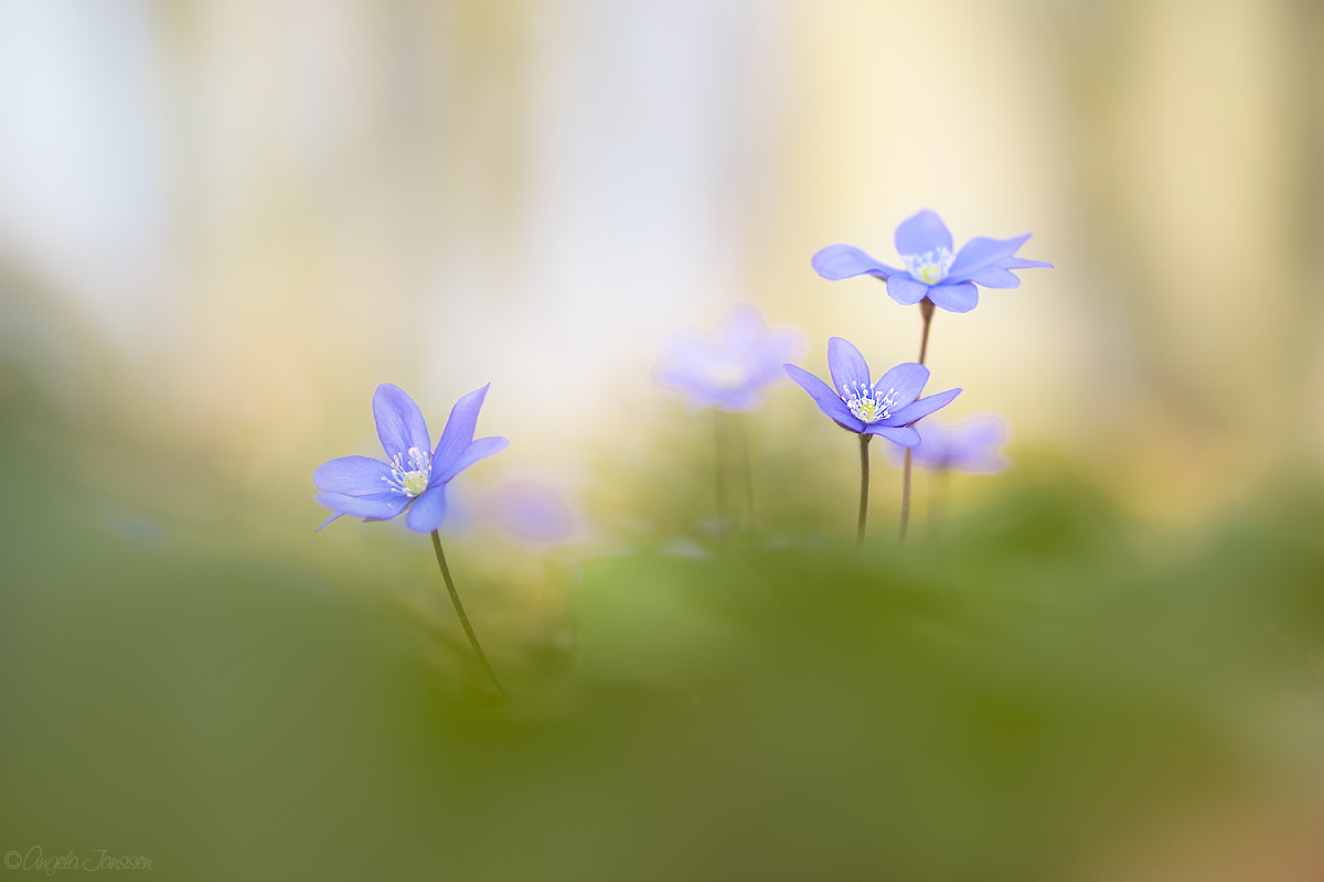 Leberblümchen