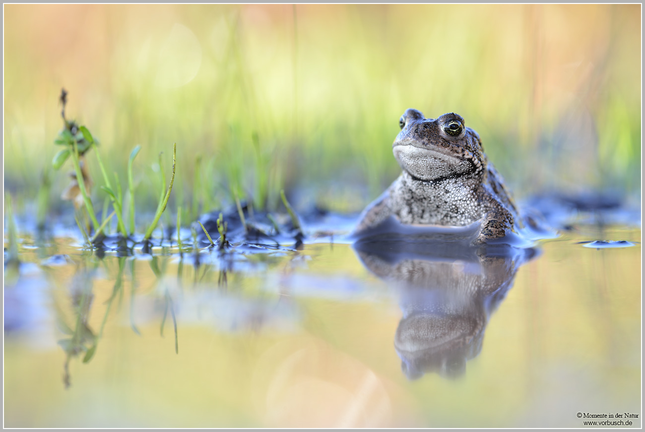 Kreuzkröte (Bufo calamita)