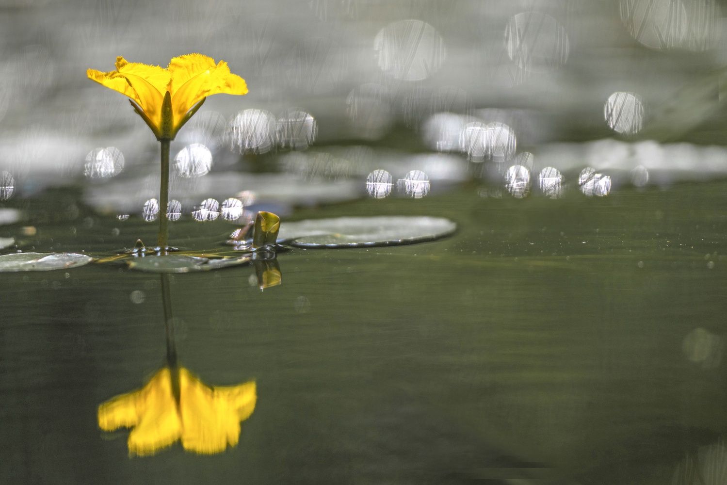 Europäische Seekanne (Nymphoides peltata)