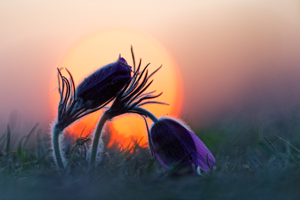 Pulsatilla Sunrise