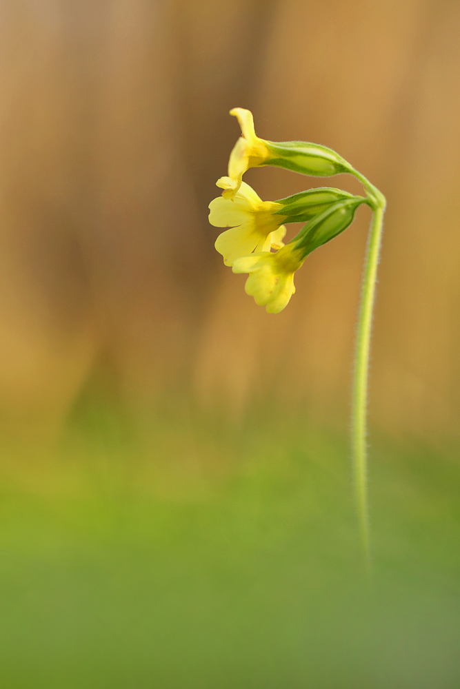 In meinem Buschwindröschenwald...