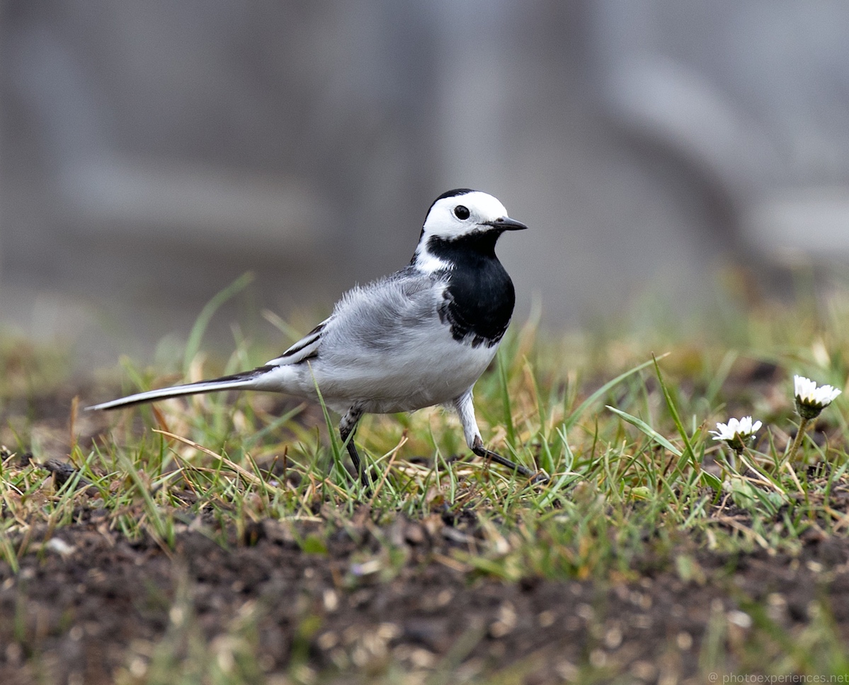 Bachstelze (Forum für Naturfotografen)