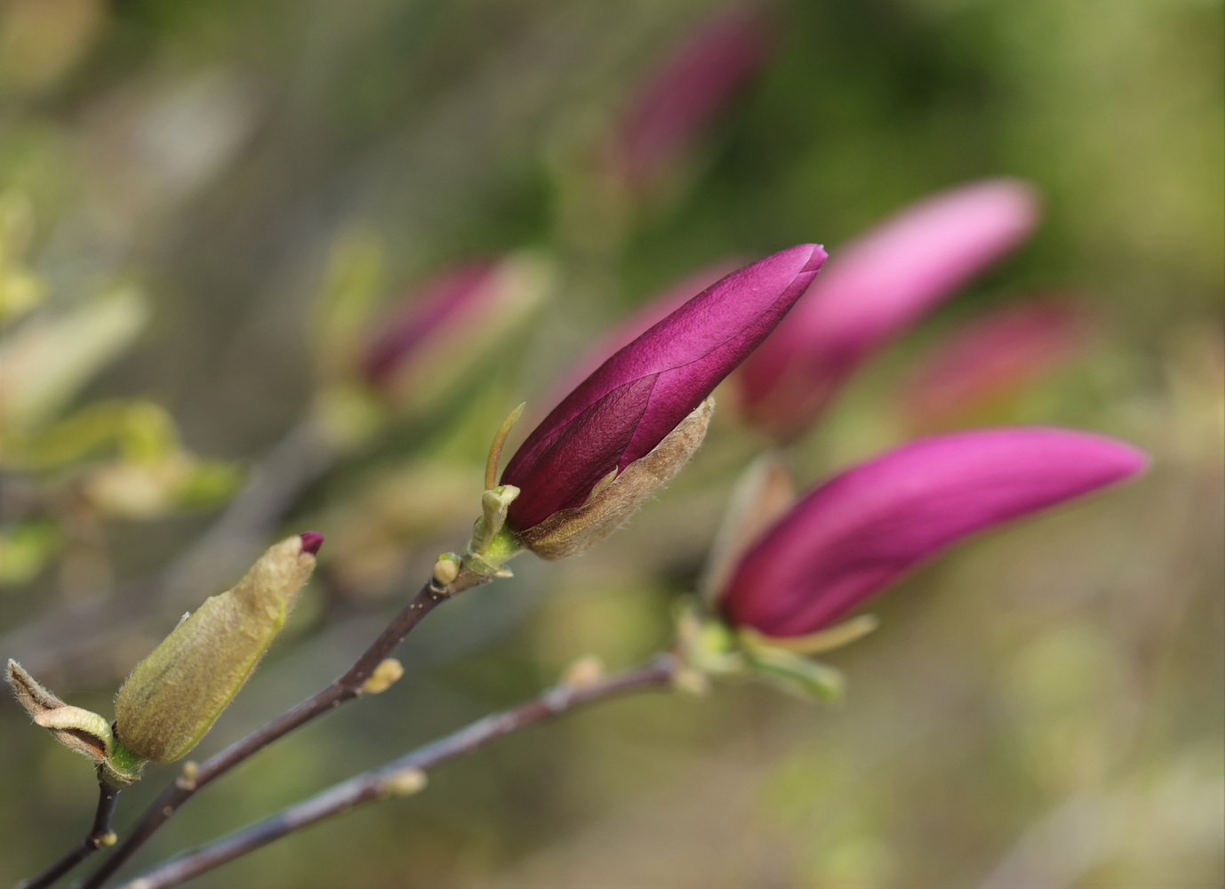 Magnolienblüten