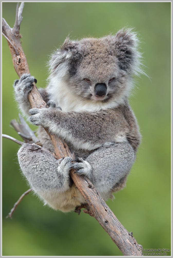 Koala (Phascolarctos cinereus)