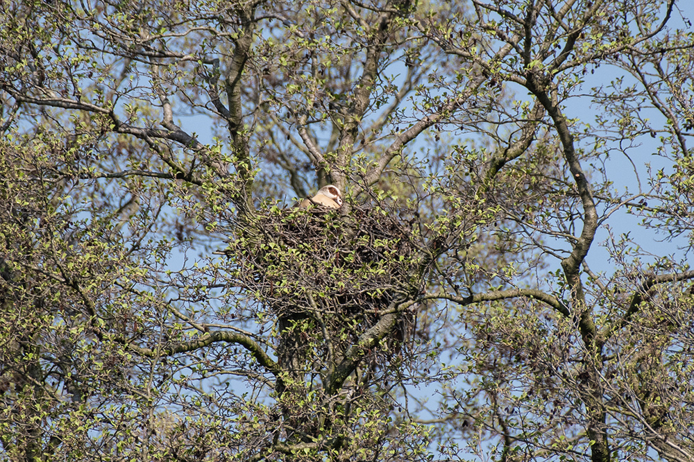 Ins gemachte Nest gesetzt