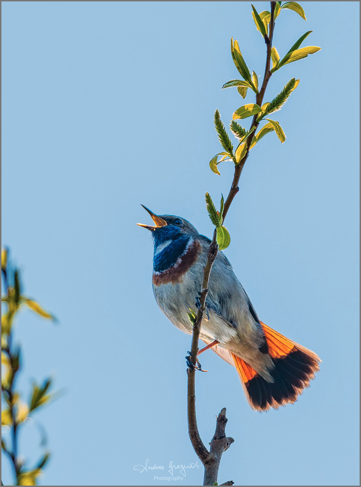 Mein erstes Blaukehlchen