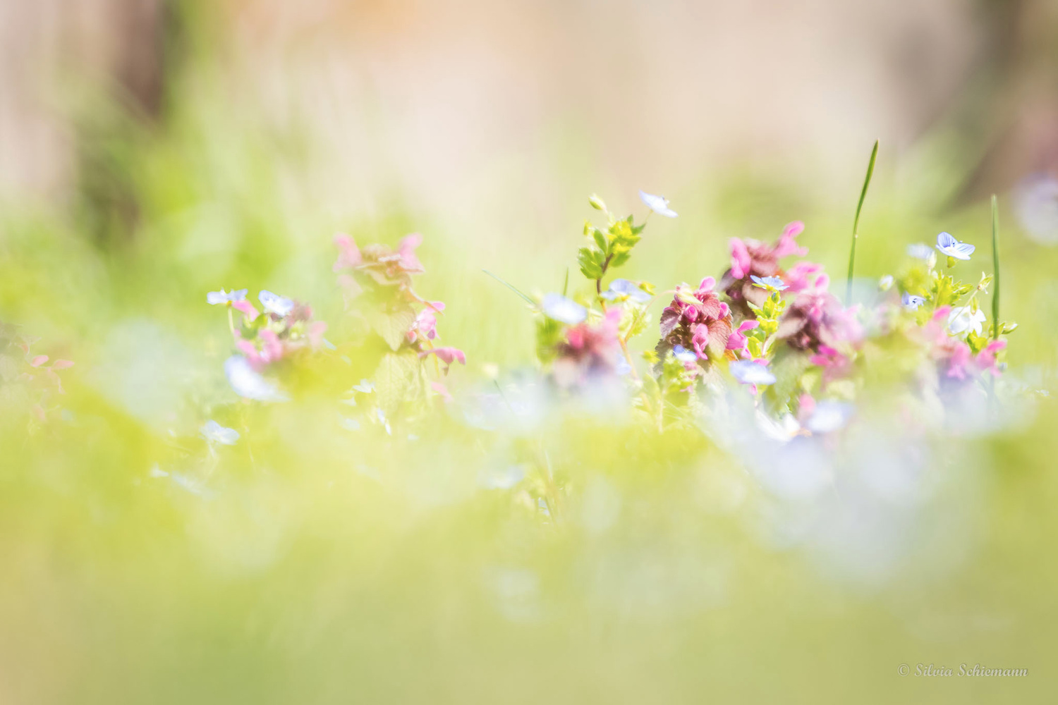 Wiesenblümchen im Sonnenschein