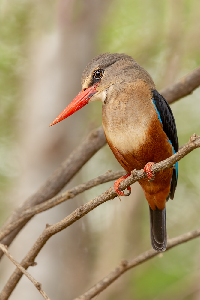 Eisvogel