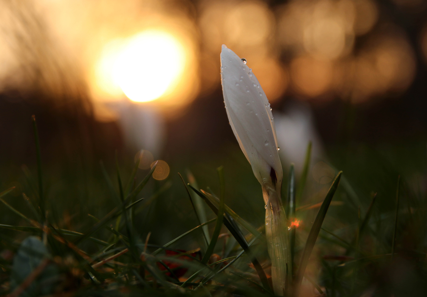 Krokus im Abendlicht