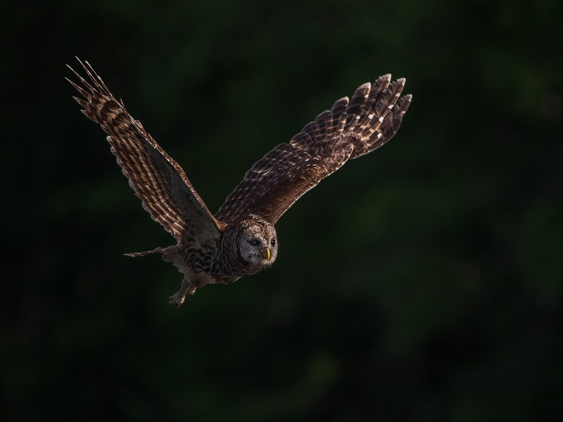 Streifenkauz im Flug