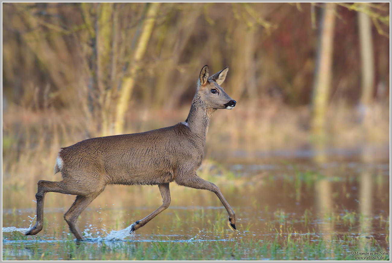 Reh (Capreolus capreolus)