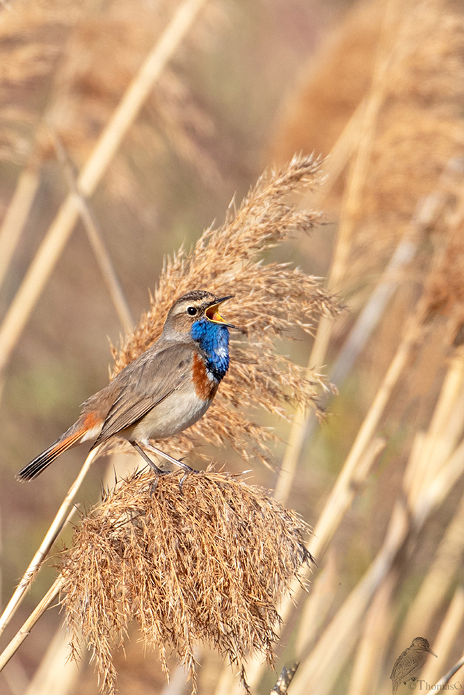 Blaukehlchen