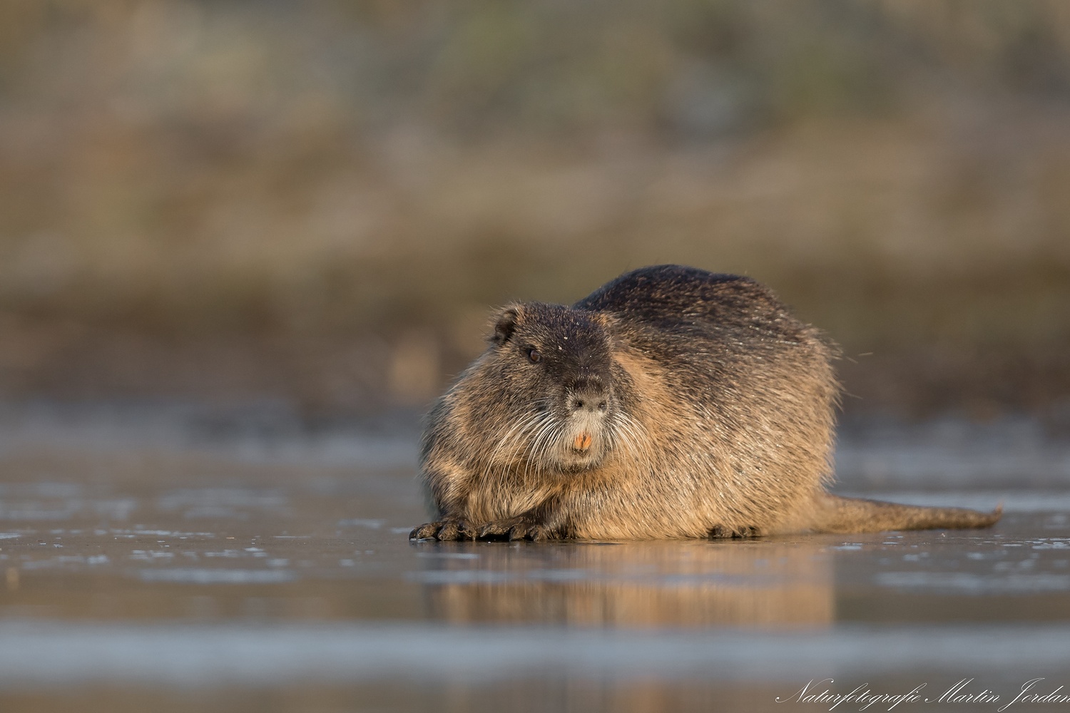 Nutria