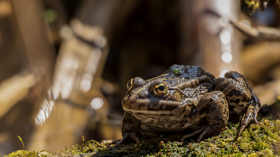 Wasserfrosch