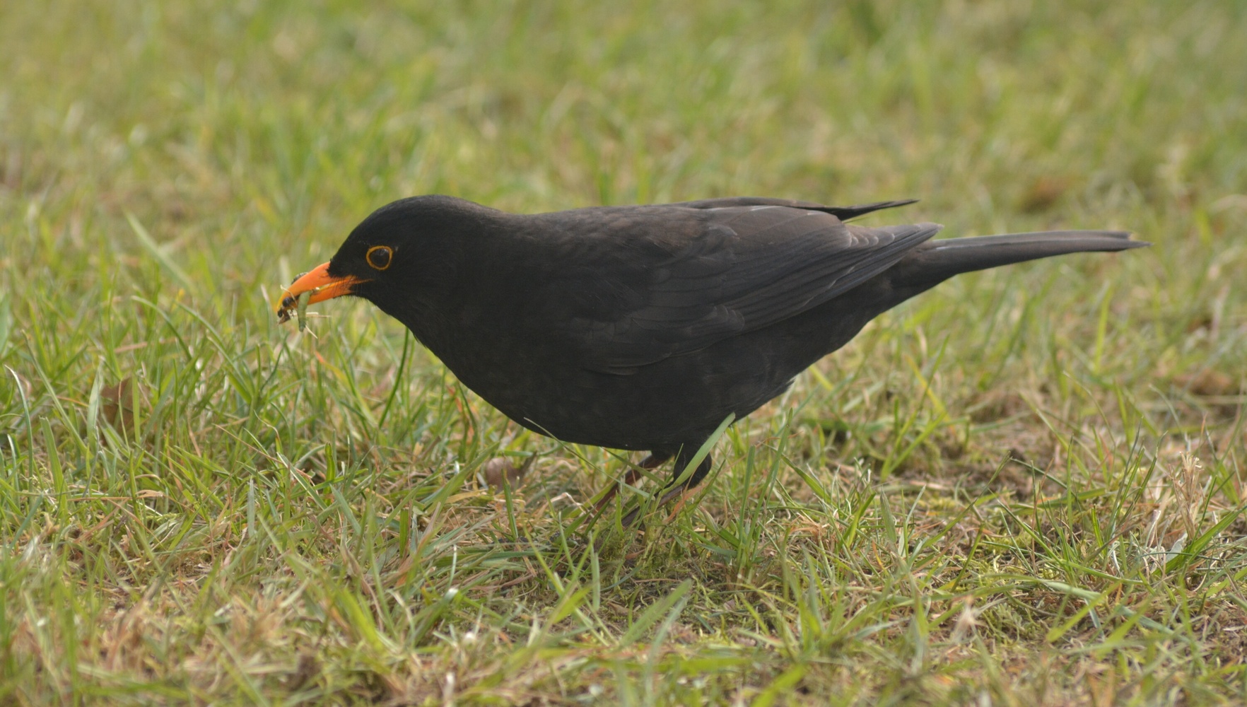 Amsel im Portrait