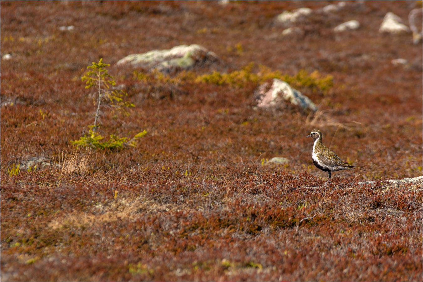 °°° Camouflage °°°