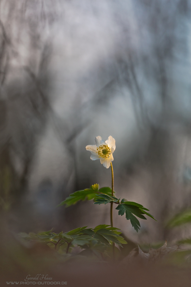 Im dunklen Wald...