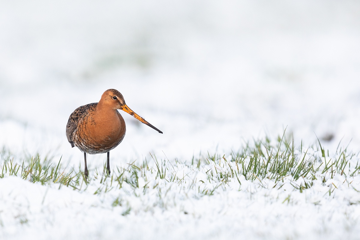 Schnee-Schnepfe