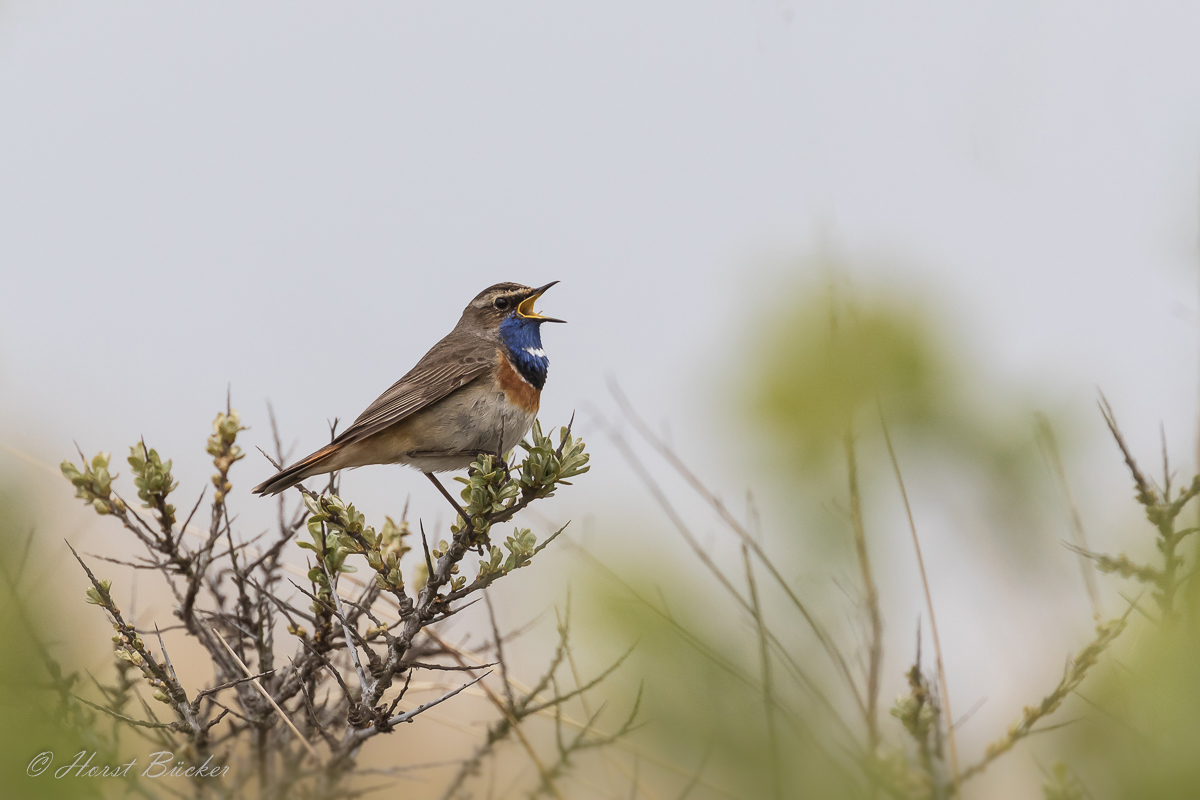 Blaukehlchen