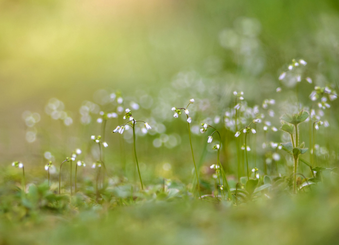 Frühlingshungerblümchen