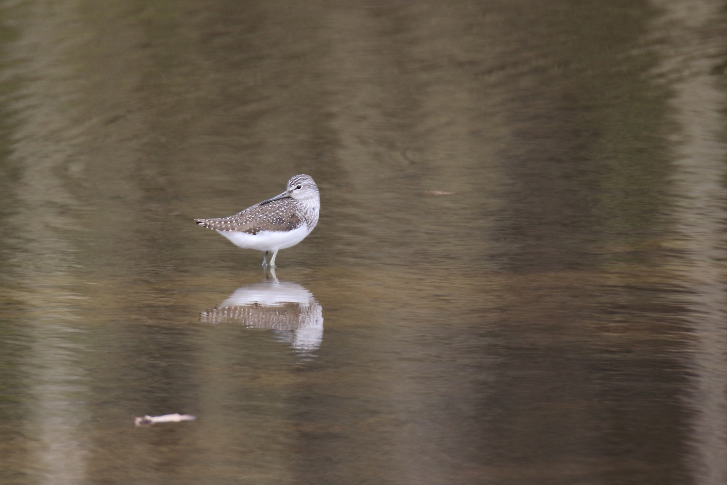 Waldwasserläufer