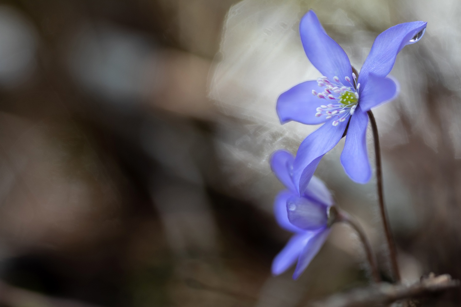 Leberblümchen (Hepatica nobilis)