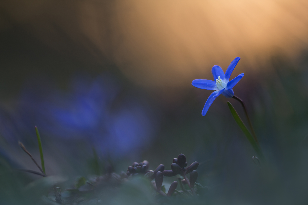 Blau(stern)e Stunde